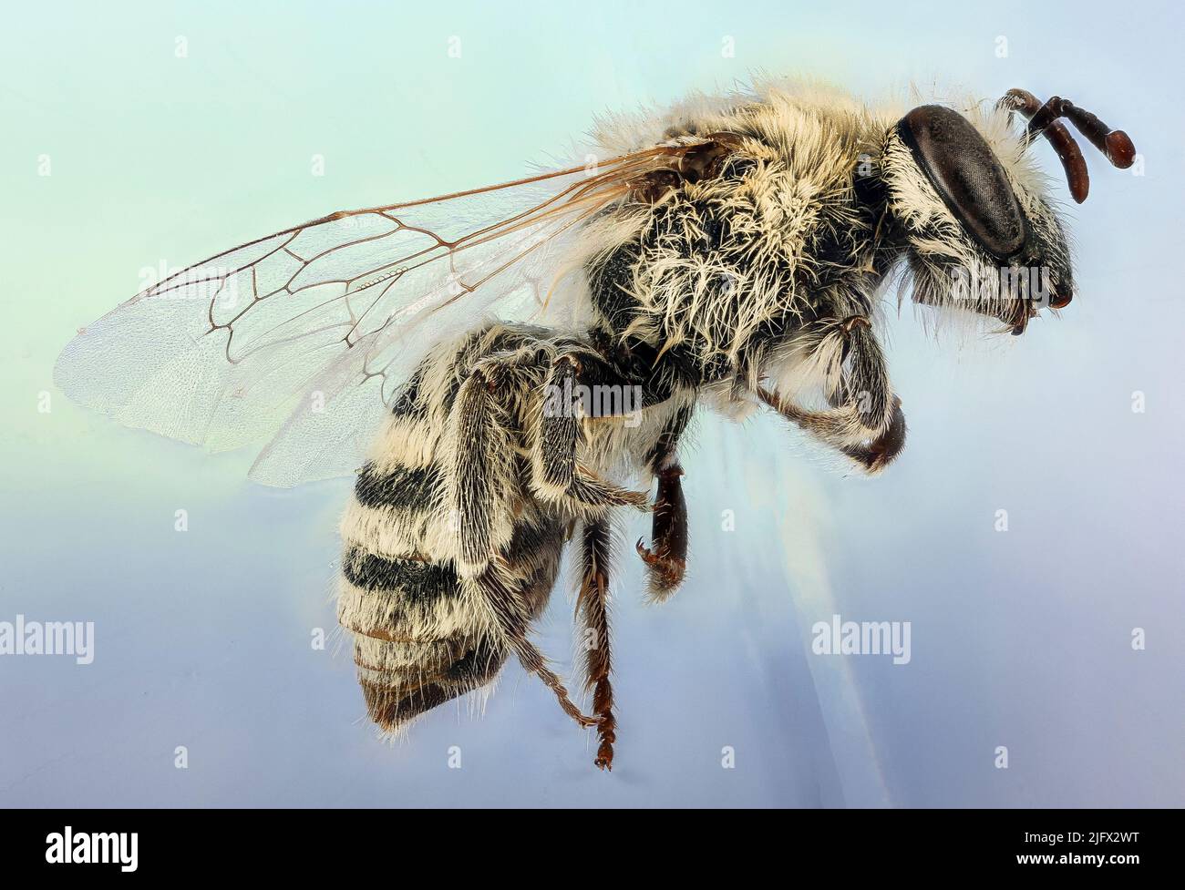 Winter Bee Ñ Colletes phaceliae. A specimen from Pennington County, South Dakota, USA. Credit: H.Sutton, USGS. Stock Photo