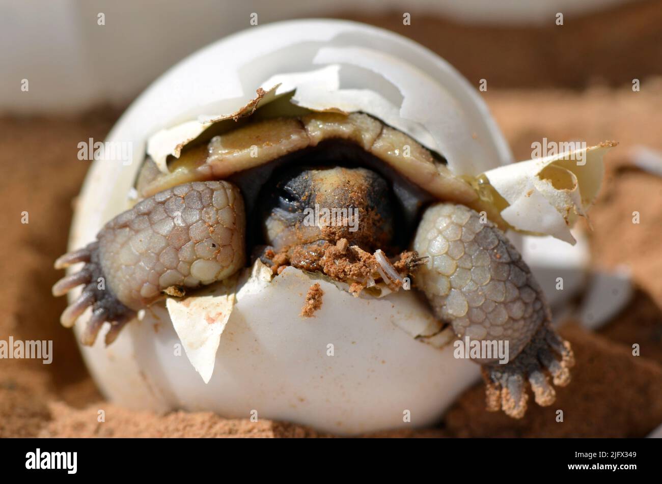 Baby Desert Tortoise  (Gopherus agassizii) hatching from its egg. Scientists study the life history and ecology of the desert tortoise, which is a federally listed threatened species only found in the Mojave Desert.Young tortoises are especially prone to predators like dogs and ravens, whose numbers can increase around areas of human activity and structures. Adult tortoises can be killed by car traffic, ingesting rubbish, and wildfires, and are affected by loss of habitat from urban and industrial development, cutting short their potential lifespan of 100 years. Credit: KK.Drake / USGS Stock Photo