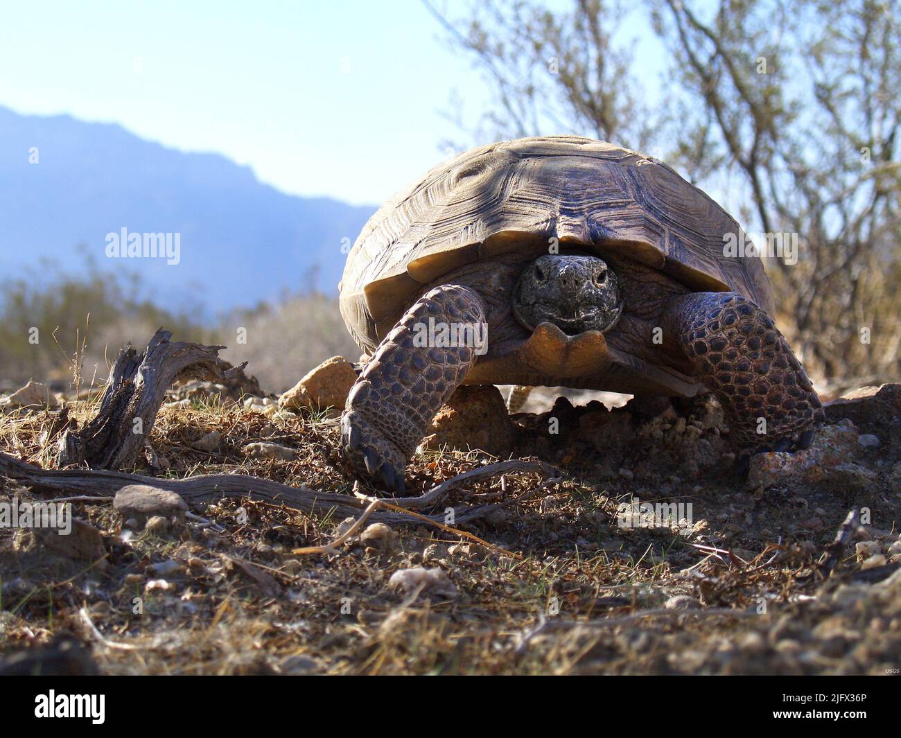 The desert tortoise (Gopherus agassizii), is a species of tortoise in the family Testudinidae. The species is native to the Mojave and Sonoran Deserts of the southwestern United States and northwestern Mexico, and to the Sinaloan thornscrub of northwestern Mexico.[G. agassizii is distributed in western Arizona, southeastern California, southern Nevada, and southwestern Utah. Credit USGS Stock Photo