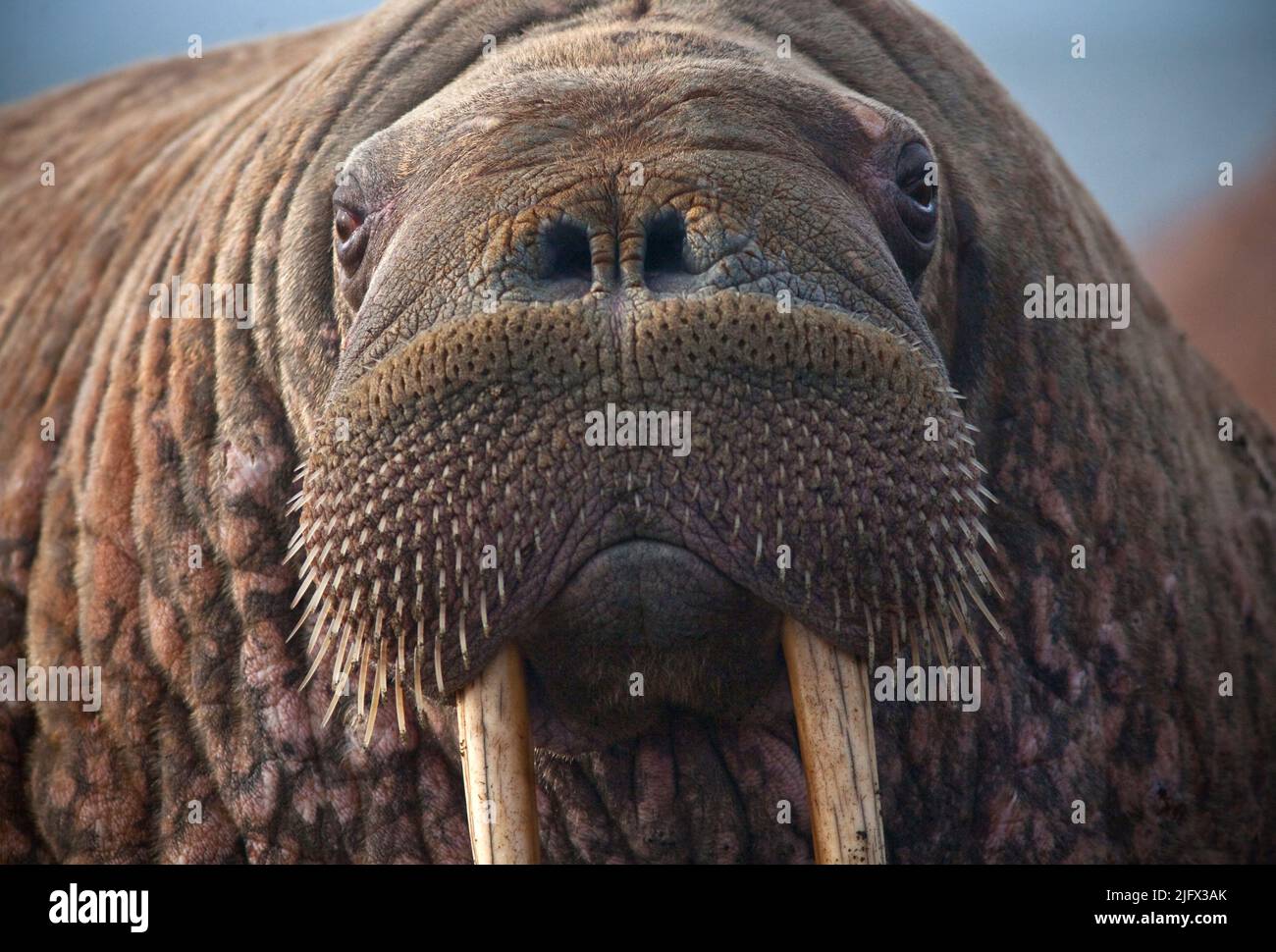 A close up of a female walrus resting after entering the haulout. Point Lay, Alaska,  USA. Sand from the beach is evident on her tusks. Thousands of walruses gathered to rest on the shore near the Alaskan coastal community of Point Lay during September of 2013 after sea ice disappeared from their offshore foraging grounds in the eastern Chukchi Sea.   Credit: R.Kingsbery/USGS (US Fish and Wildlife Service Permit No. MA801652-3) Stock Photo