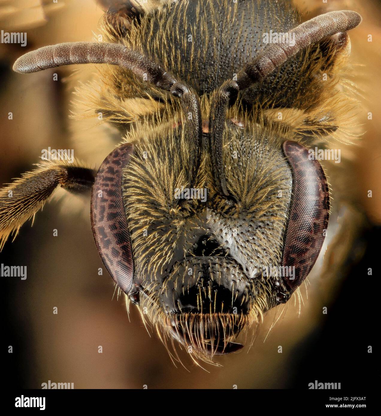 Lasioglossum accuminatum. Another macro capture of this species of sweat bee. specimen found at Cape Cod National Seashore, USA. CImage credit: USGS Stock Photo