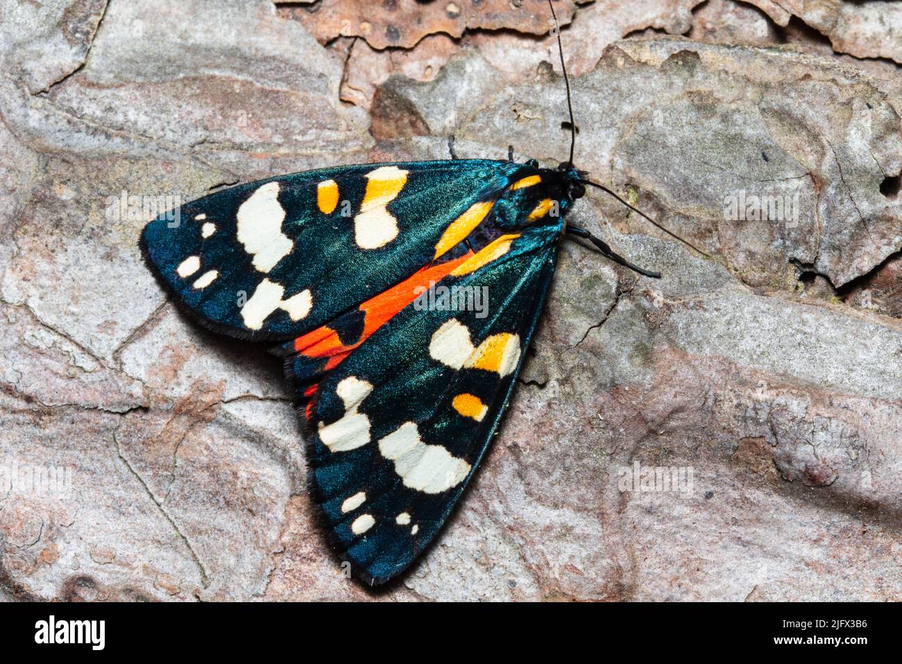 A scarlet tiger moth, Callimorpha dominula, formerly Panaxia dominula, resting on the bark of a tree. Stock Photo