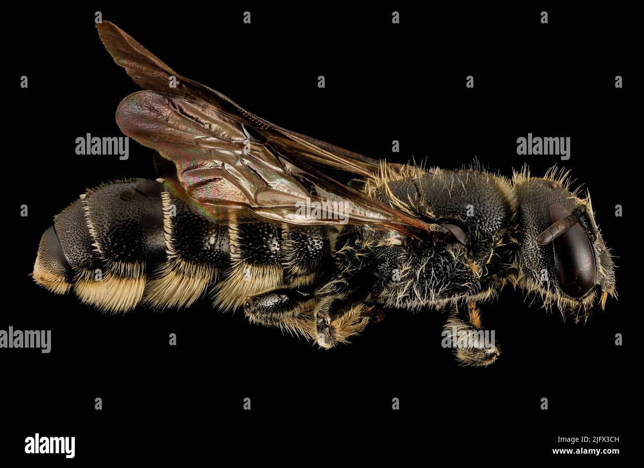 Chelostoma rapunculi. A new species for Vermont, found in Middlesex, this invasive bee is a specialist on Campanula flowers. Chelostoma rapunculi is a species of bee in the family Megachilidae. It is found in Europe and Northern Asia (excluding China) and North America. Image credit: USGS Stock Photo