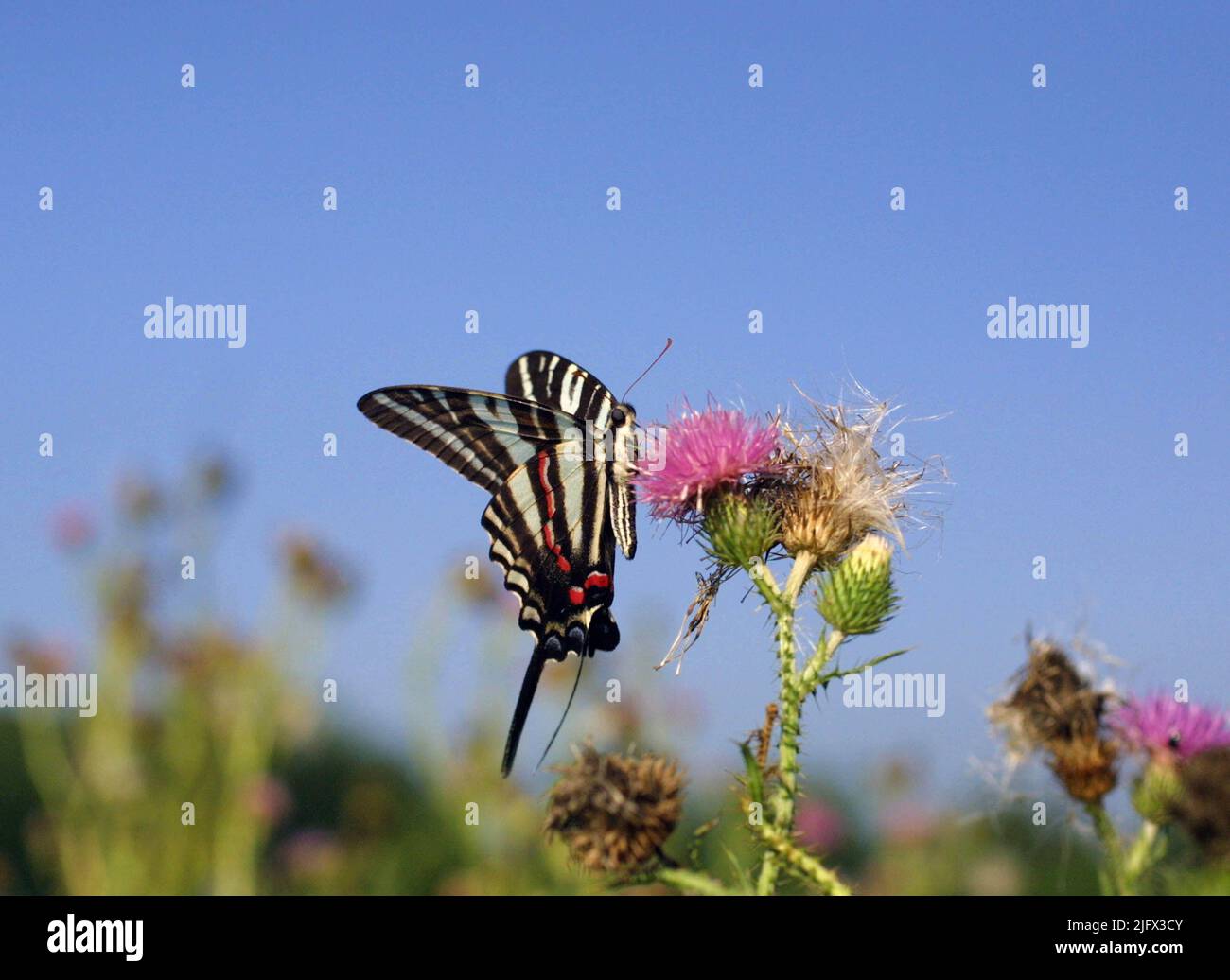 This Zebra Swallowtail butterfly is drinking nectar from a plumeless thistle flower in an abandoned agricultural field at Banshee Reeks Nature Preserve in Leesburg, Virginia, USA. Butterflies are important pollinators to the environment as they can carry pollen over great distances to aid in the growth of new plants. Credit: E.A.Sellers Stock Photo