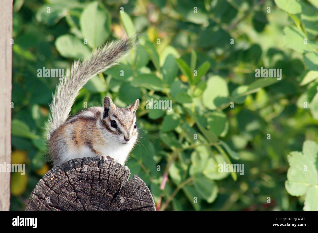 A least chipmunk standing on a log. Grand Teton National Park, Wyoming, USA The Least chipmunk (Eutamias Minimus) is the smallest of all chipmunks in North America. Least chipmunks range over most of western North America occupying the widest geographic and altitudinal range of any chipmunk. The US Geological Survey Northern Prairie Wildlife Research Center studies the least chipmunk in addition to other animals and plants to better understand US biological resources.Photo: Credit: JJ. Mosesso Stock Photo