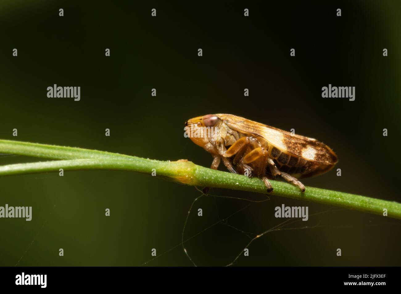 Anoscopus albifrons, which is a type of Leaf hopper in the family Cicadellidae, perch on a grass stem. Stock Photo