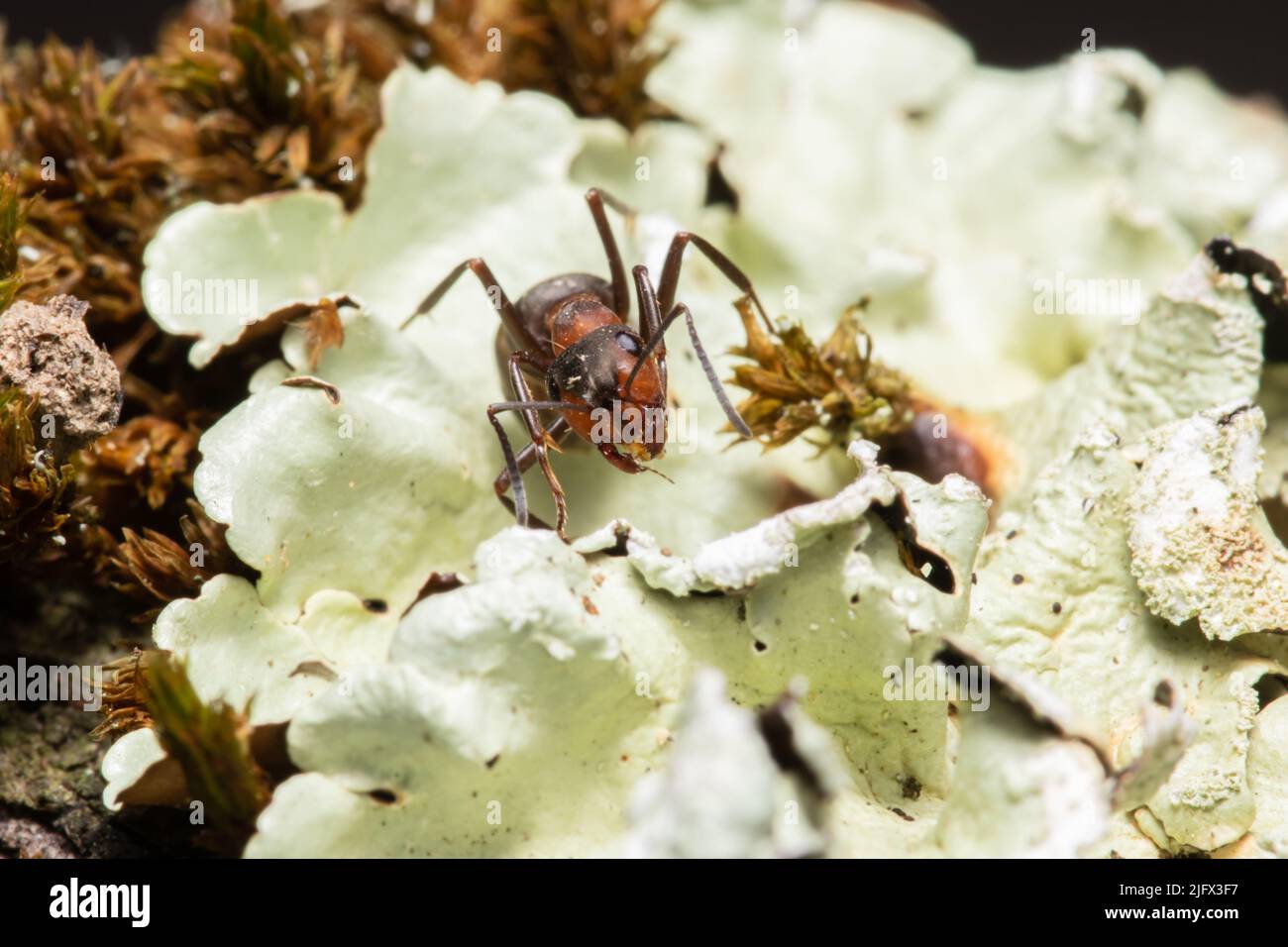 Formica rufa, also known as the red wood ant, southern wood ant, or horse ant. Stock Photo