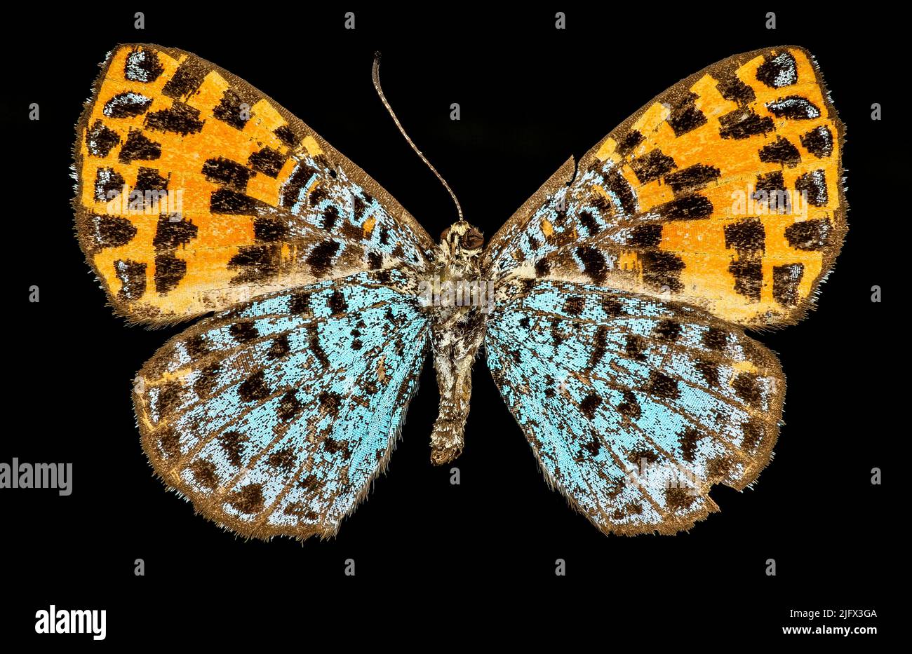 The underside of Argyrogrammana nurtia from Peru. Argyrogrammana is a butterfly genus in the family Riodinidae. They are resident in the Neotropics. Credit: USGS/BIML Stock Photo