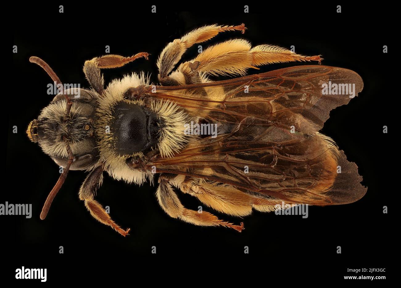Bee species: Andrena wilmattae, female specimen from Badlands National Park. Credit: A.Croft/USGS Stock Photo