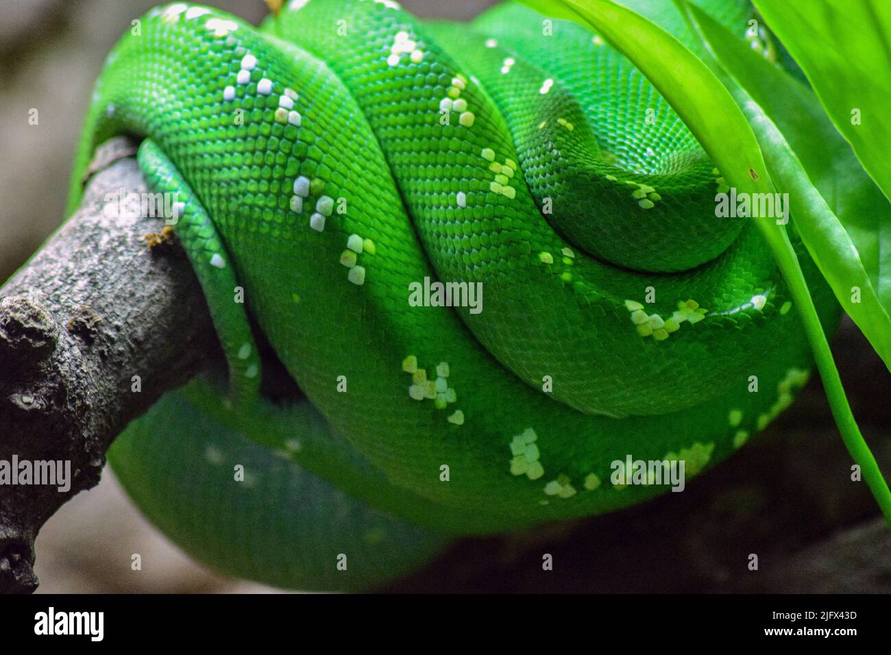 Coiled python hi-res stock photography and images - Alamy