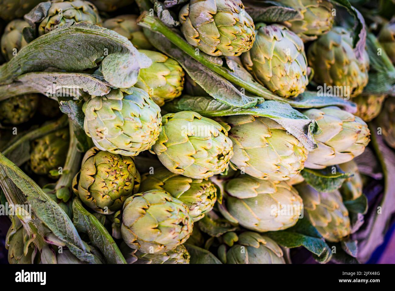 Artichokes. The globe artichoke also known by the names French artichoke and green artichoke in the U.S.,is a variety of a species of thistle cultivat Stock Photo