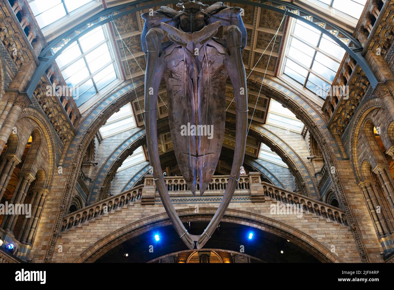 Whale skelton, nicknamed Hope, in the Hintze Hall. Natural History Museum. Kensington & Chelsea, , London, United Kindom, Europe Stock Photo