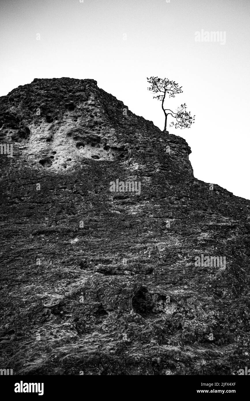 A vertical shot of a dry stone mountain with lonely tree on top on a sunset in black and white Stock Photo