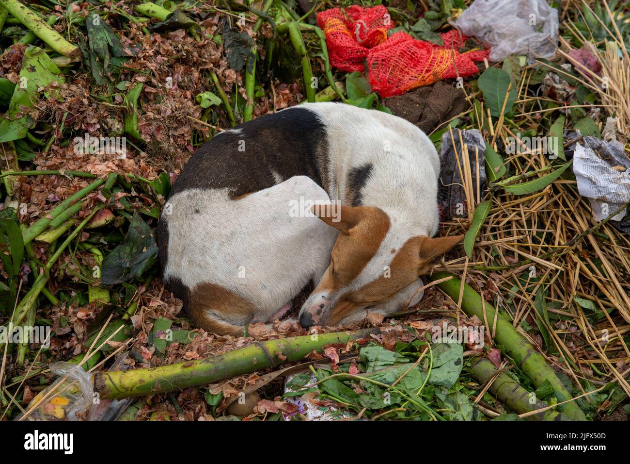 Street dog sleep on the garbage, Dhaka, Bangladesh Stock Photo