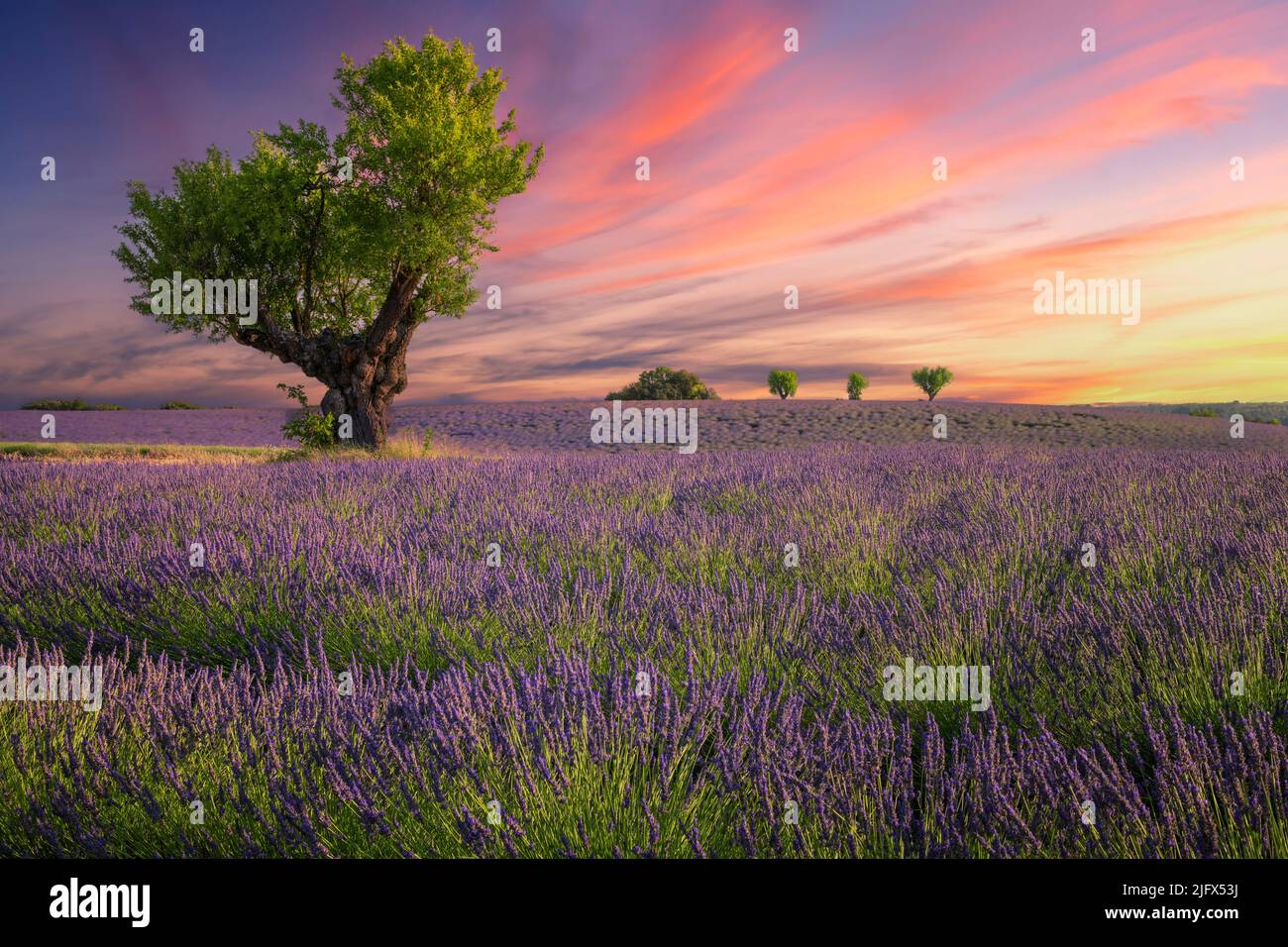 Lavender field at sunset, Valensole, France Stock Photo