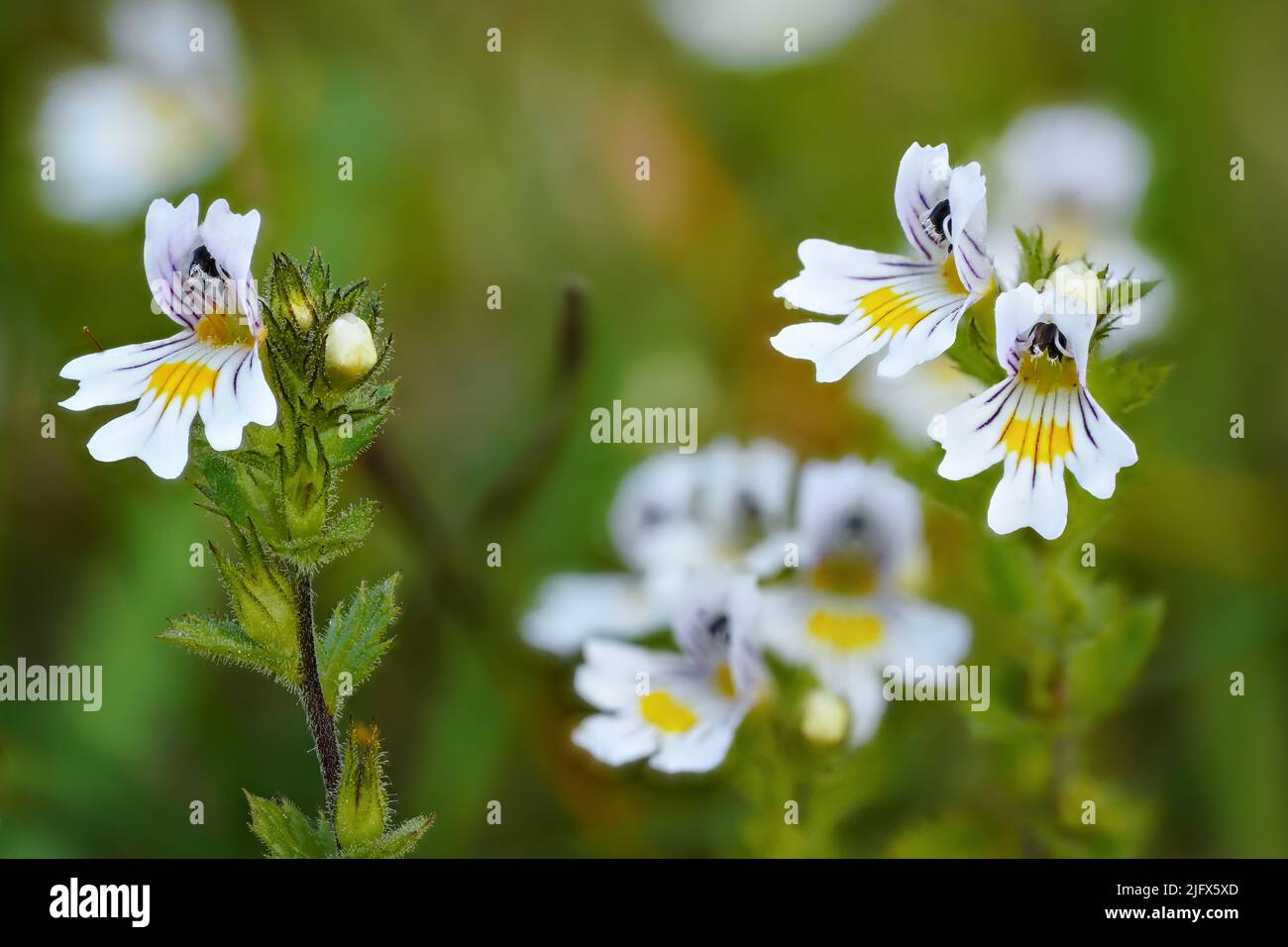 Tiny wild eyebright or eyewort - Euphrasia rostkoviana - flowers growing on summer meadow, closeup macro detail Stock Photo