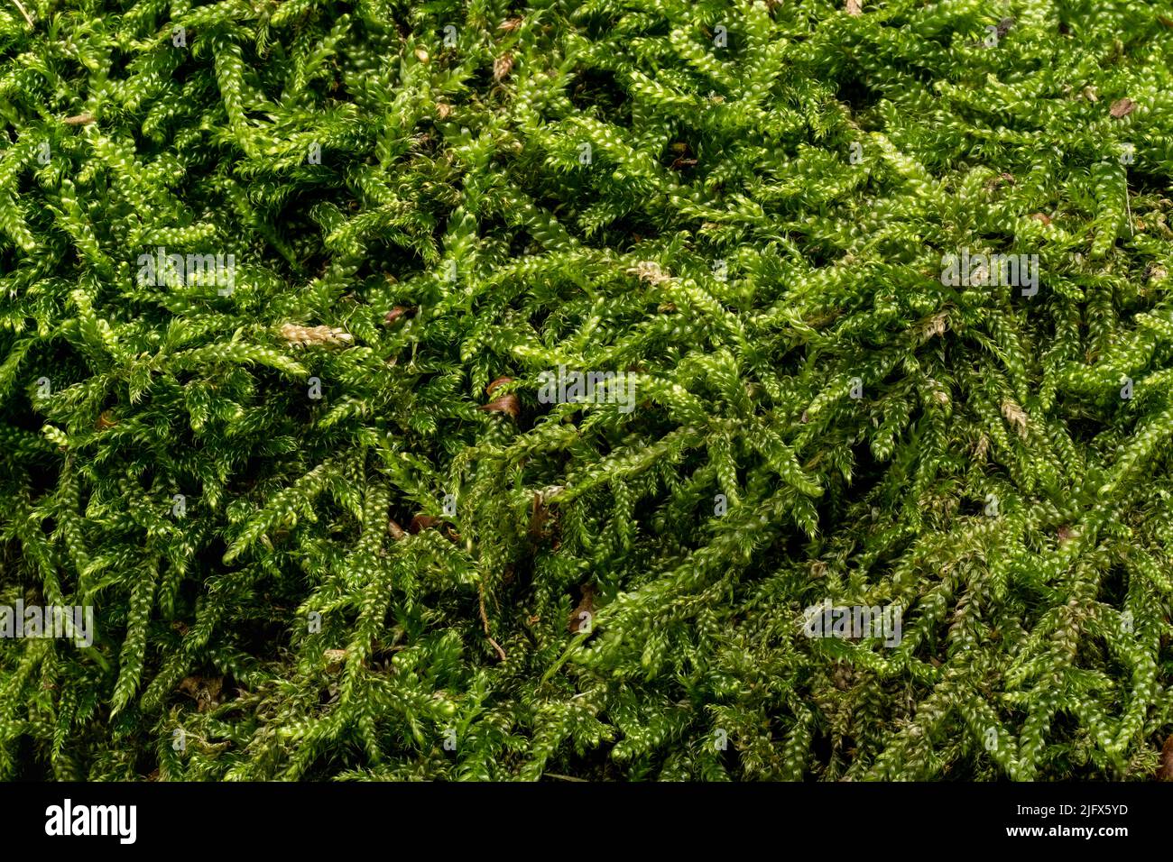 Fine green moss, Ctenidium species, growing in forest on tree, closeup macro detail Stock Photo