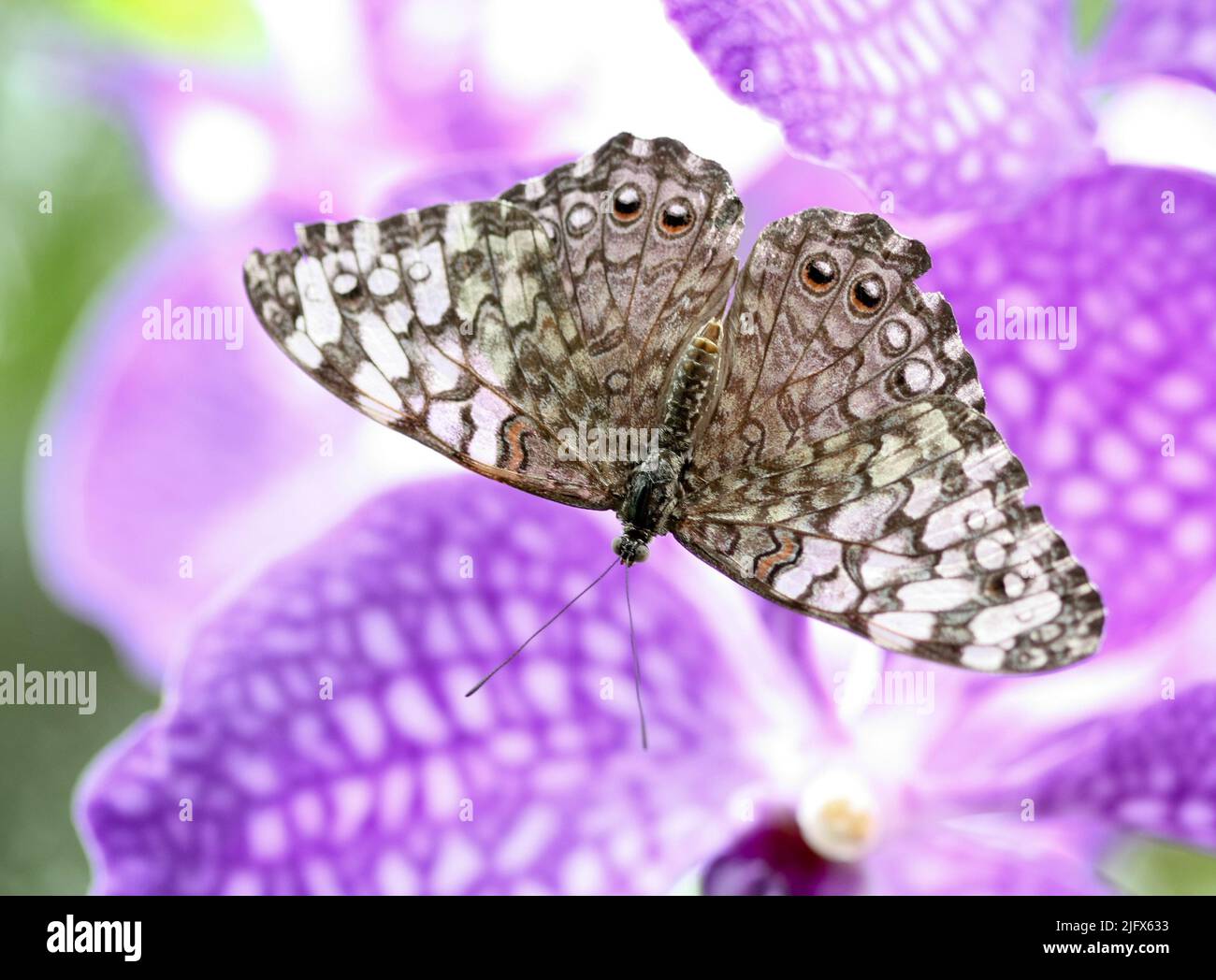 Butterfly Gray cracker (Hamadryas februa) on lila Vanda orchid Stock Photo