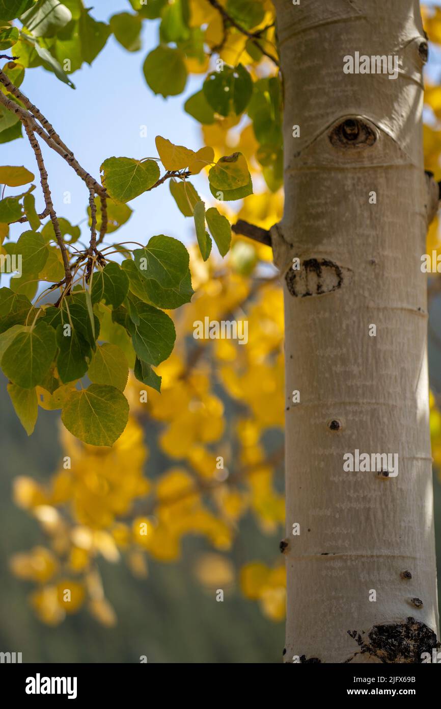 Close-up of colorful Aspen Tree during fall in Colorado Stock Photo
