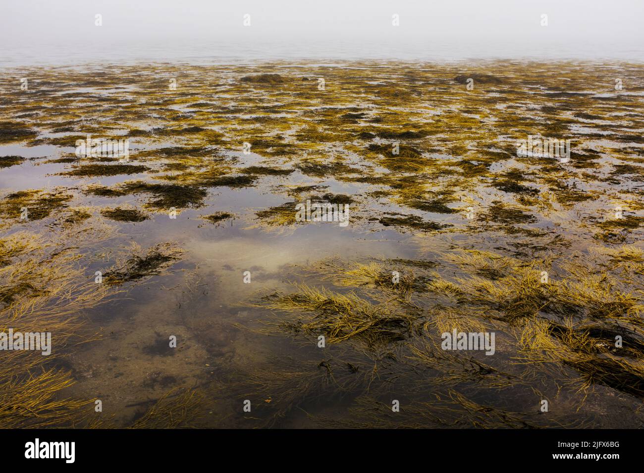 Floating Seaweed at Low Tide Stock Photo Alamy