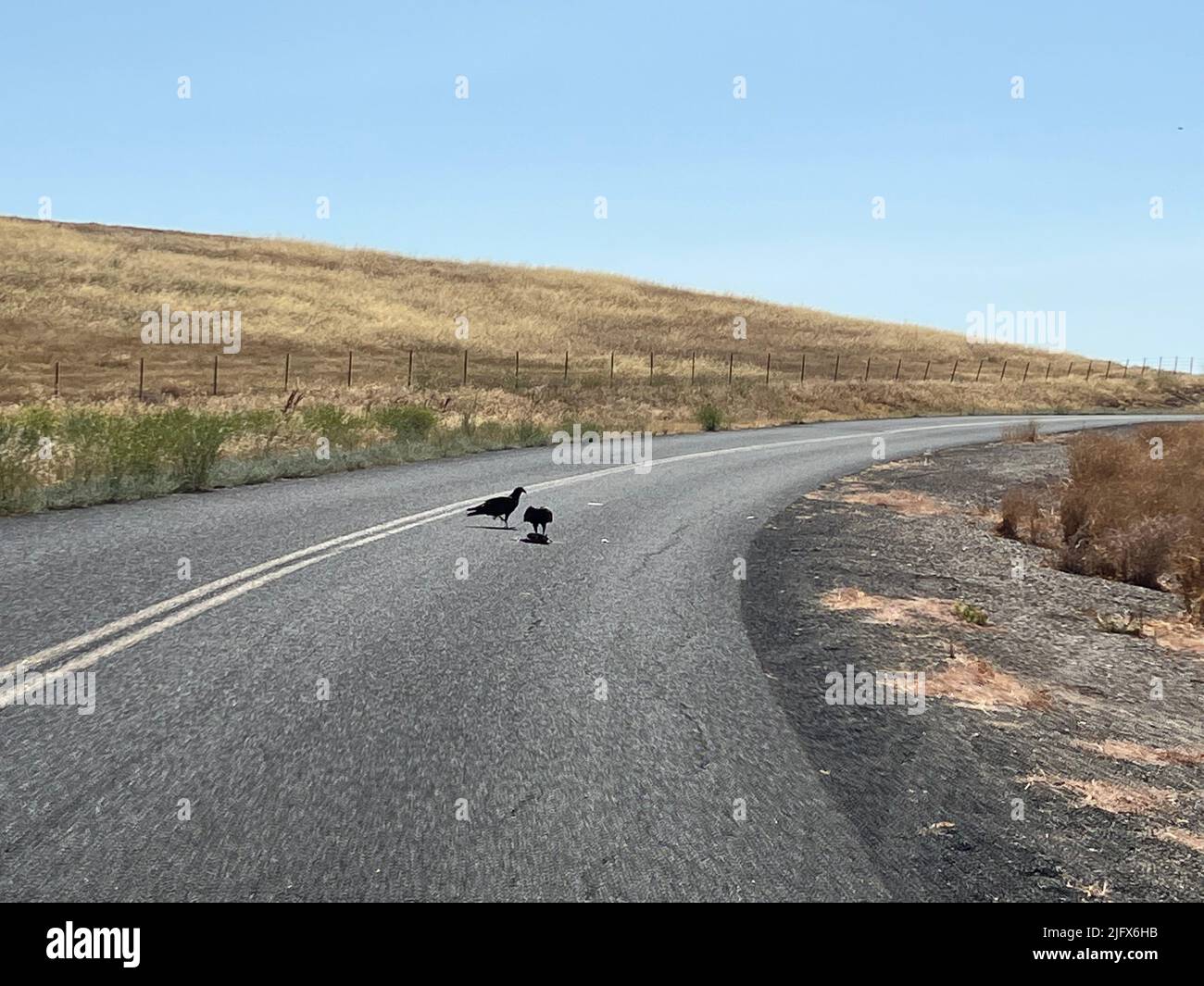 Two Vultures eating a dead animal in the road in California, USA Stock Photo