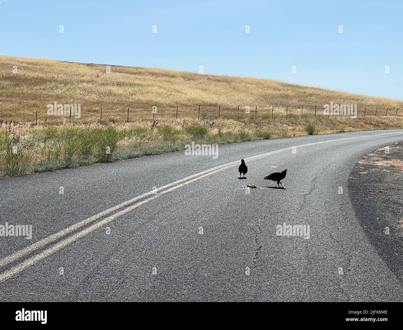 Two Vultures eating a dead animal in the road in California, USA Stock Photo