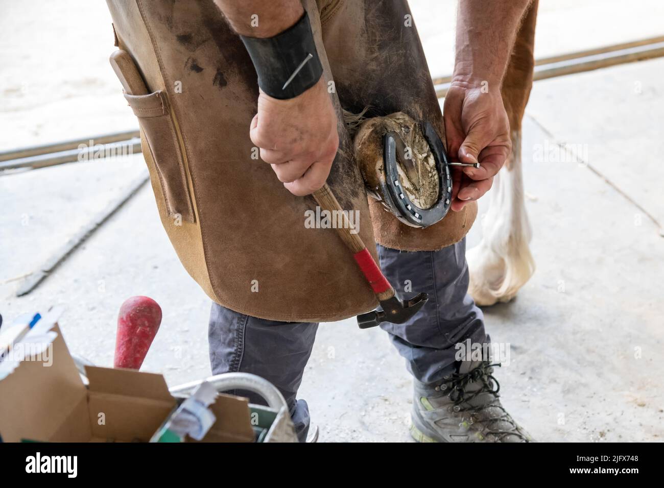 From above anonymous man in shabby leather apron attaching horseshoe to hoof with nails while working on ranch in daytime Stock Photo