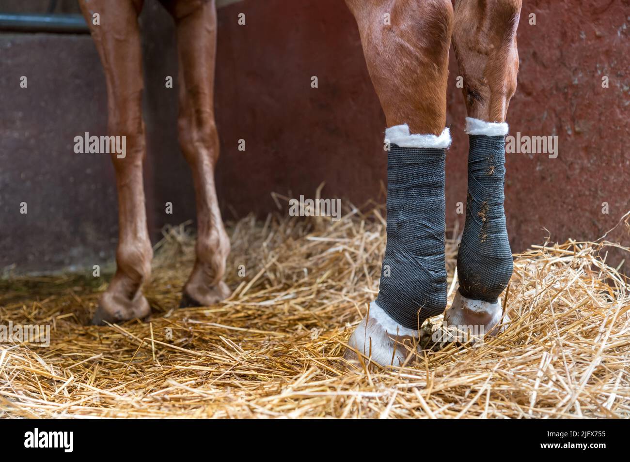 Chestnut horse with wraps round hind legs standing on hay in stall inside stable Stock Photo
