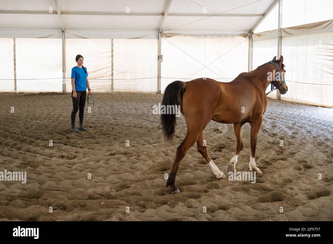 Obedient bay horse walking on sand near young brunette during training in arena on ranch Stock Photo