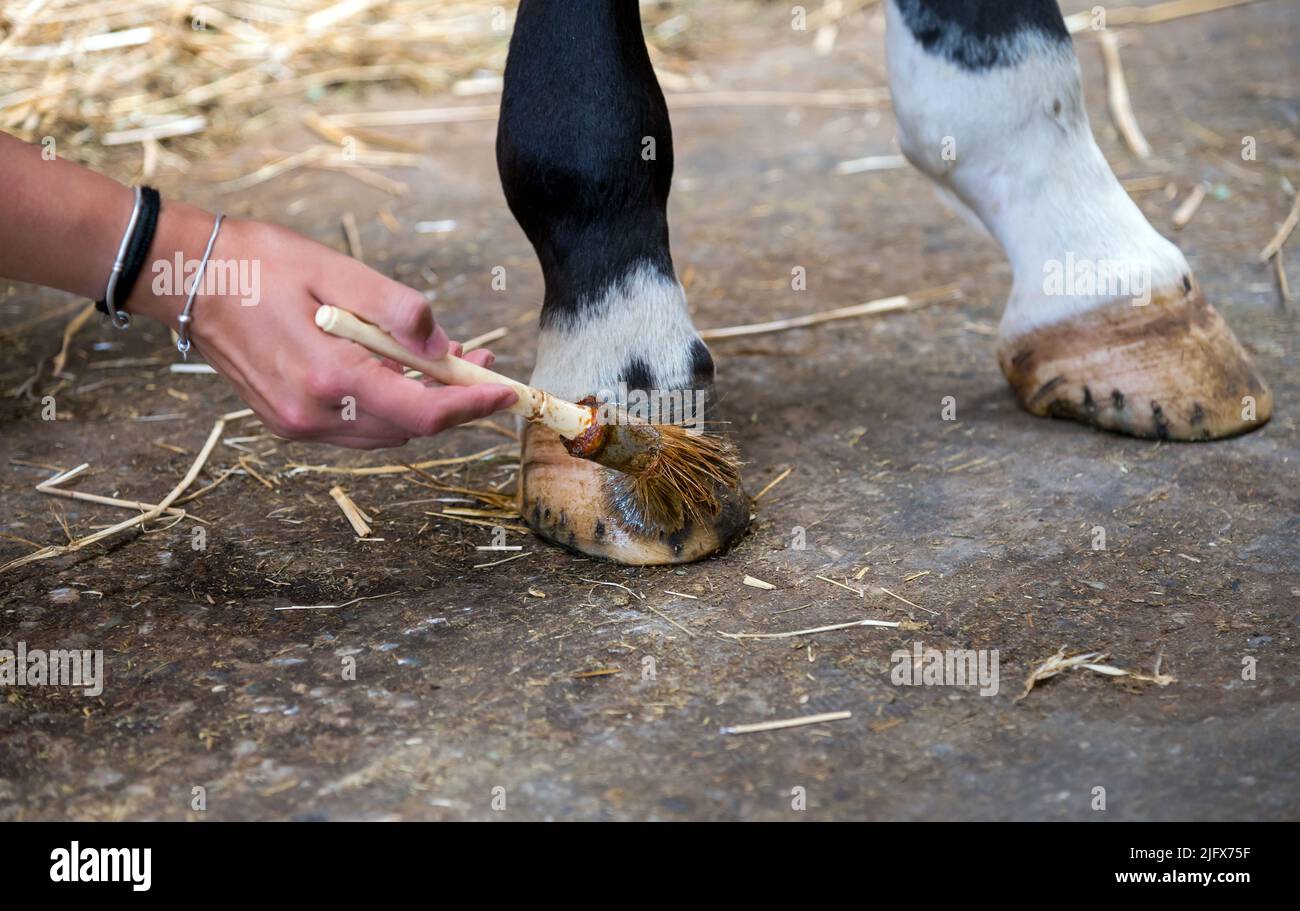 Unrecognizable woman using rough brush to cover hoofs of horse with greases in stable Stock Photo