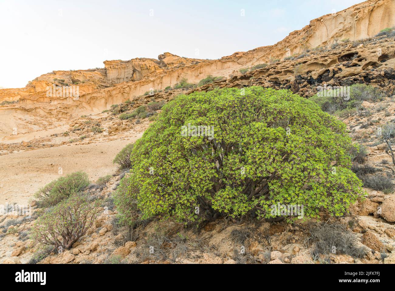 Euphorbia balsamifera, balsam spurge is a flowering plant in the spurge family Euphorbiaceae. Stock Photo