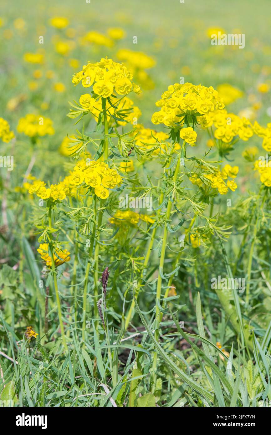Euphorbia cyparissias, the cypress spurge, is a species of plant in the genus Euphorbia. Stock Photo