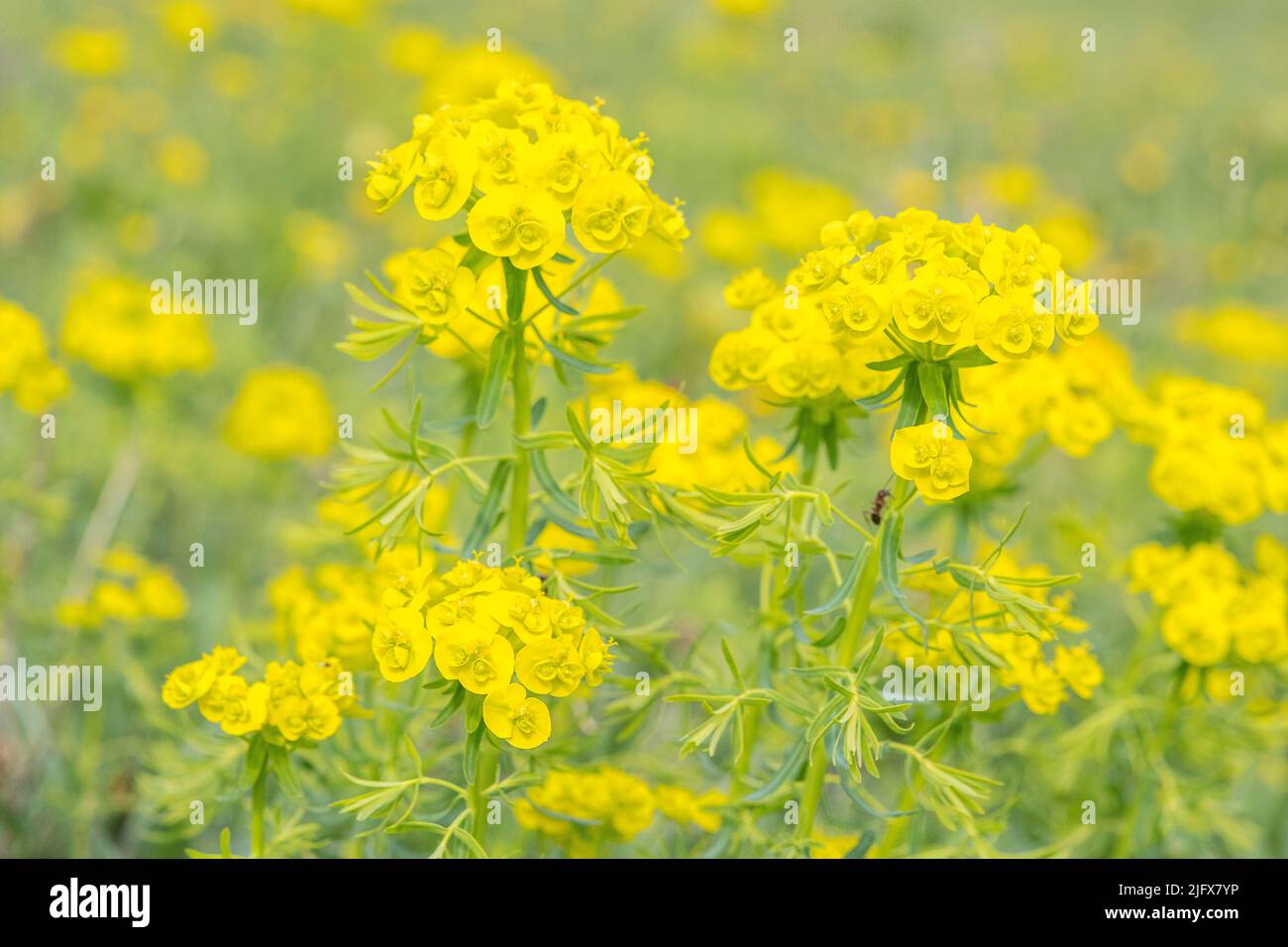 Euphorbia cyparissias, the cypress spurge, is a species of plant in the genus Euphorbia. Stock Photo