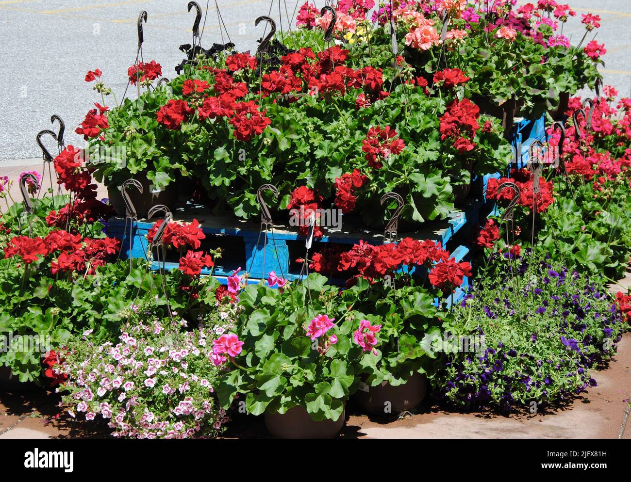 Pelargonium in basket hires stock photography and images Alamy