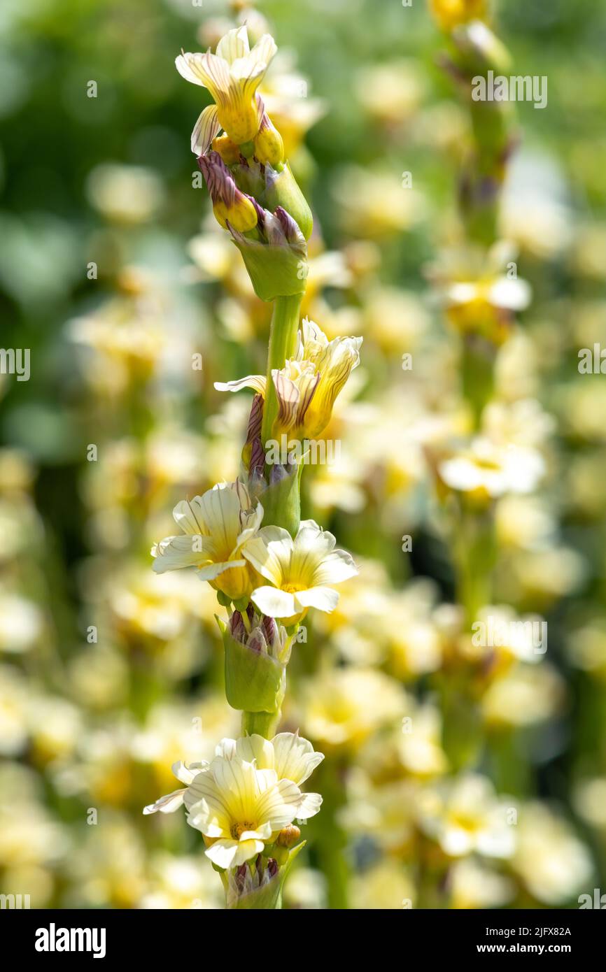 Close up of pale yellow eyed grass  (sisyrinchium striatum) flowers in bloom Stock Photo