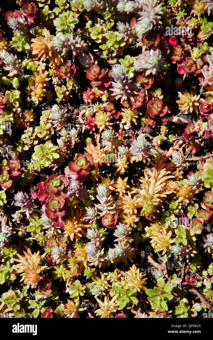 Multicolor groundcover succulent plants at garden center in Lakewood, Ohio in May 2022 Stock