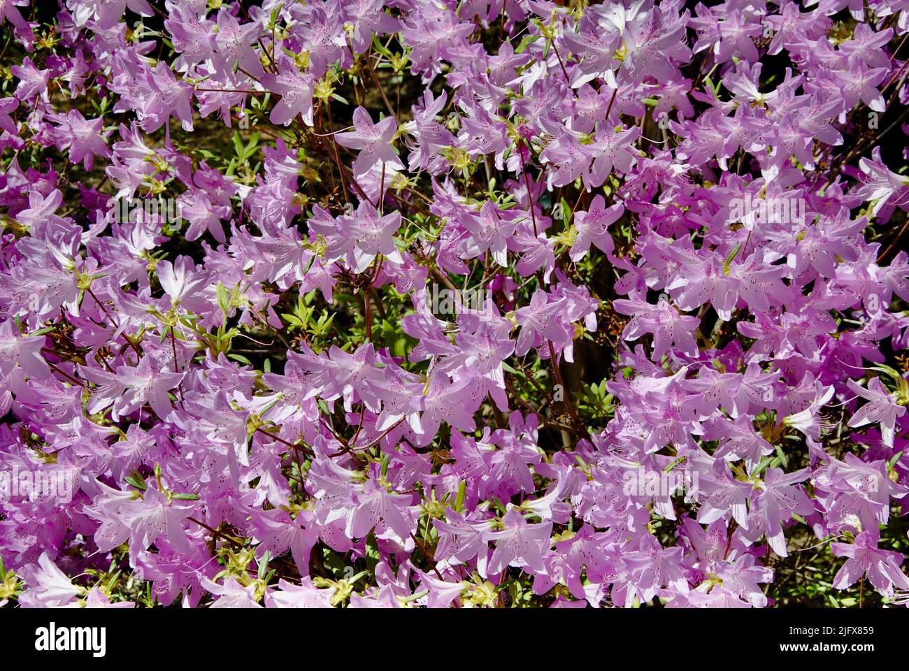 A garden in Lakewood, Ohio in May 2022 Stock Photo Alamy