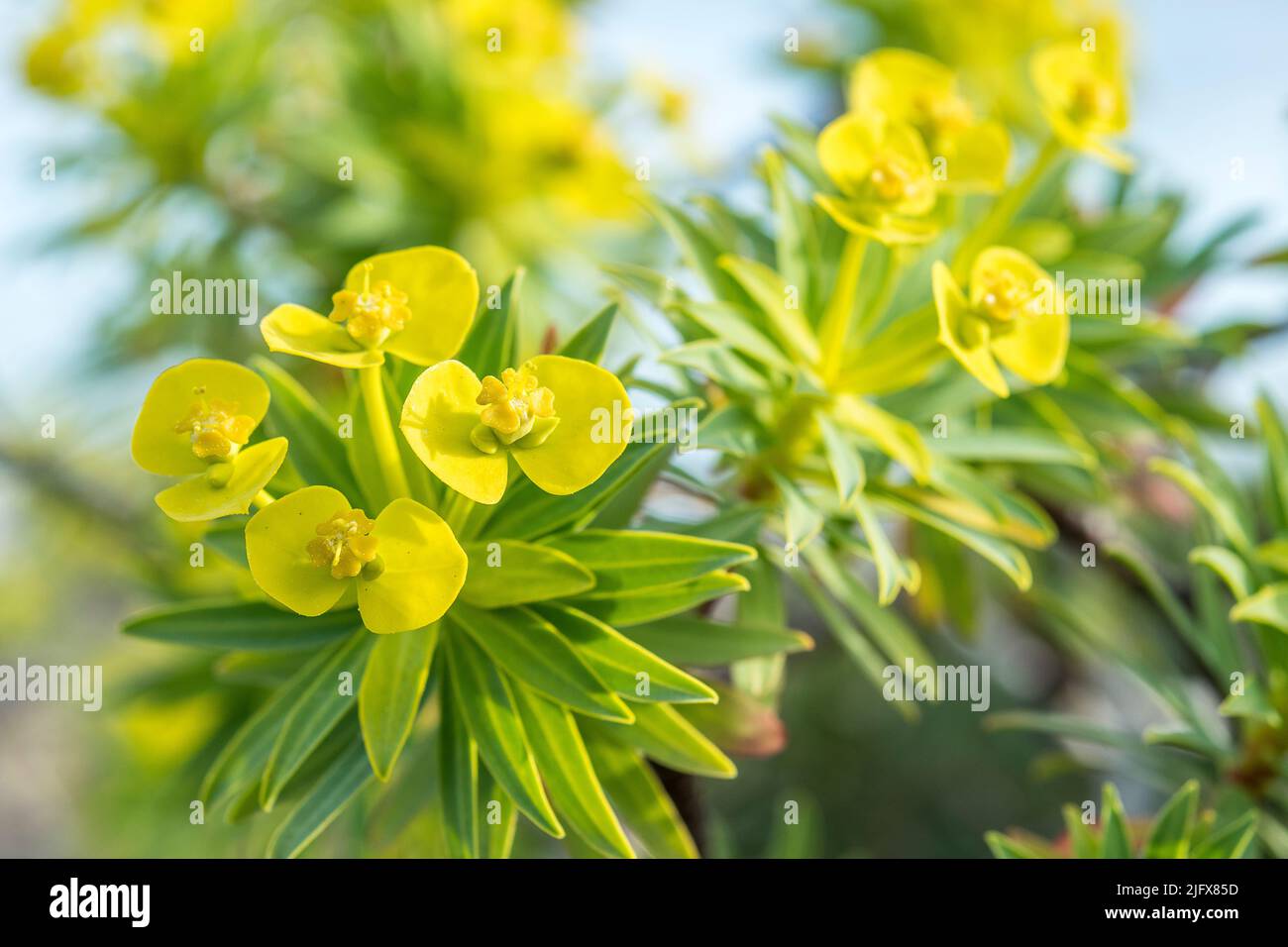 Euphorbia dendroides, also known as tree spurge, is a small tree or large shrub of the family Euphorbiaceae. Stock Photo