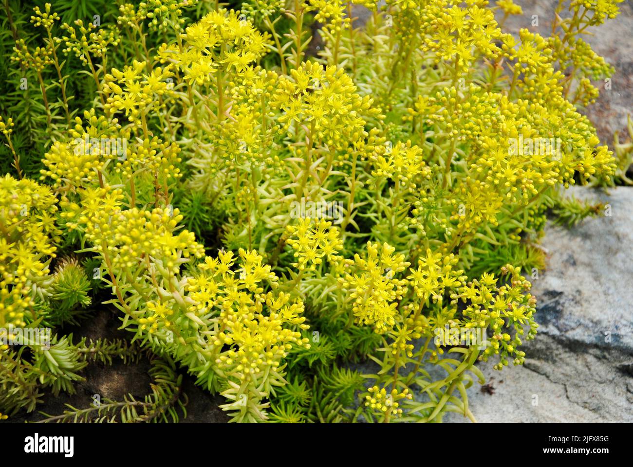 A garden in Lakewood, Ohio in May 2022 Stock Photo Alamy