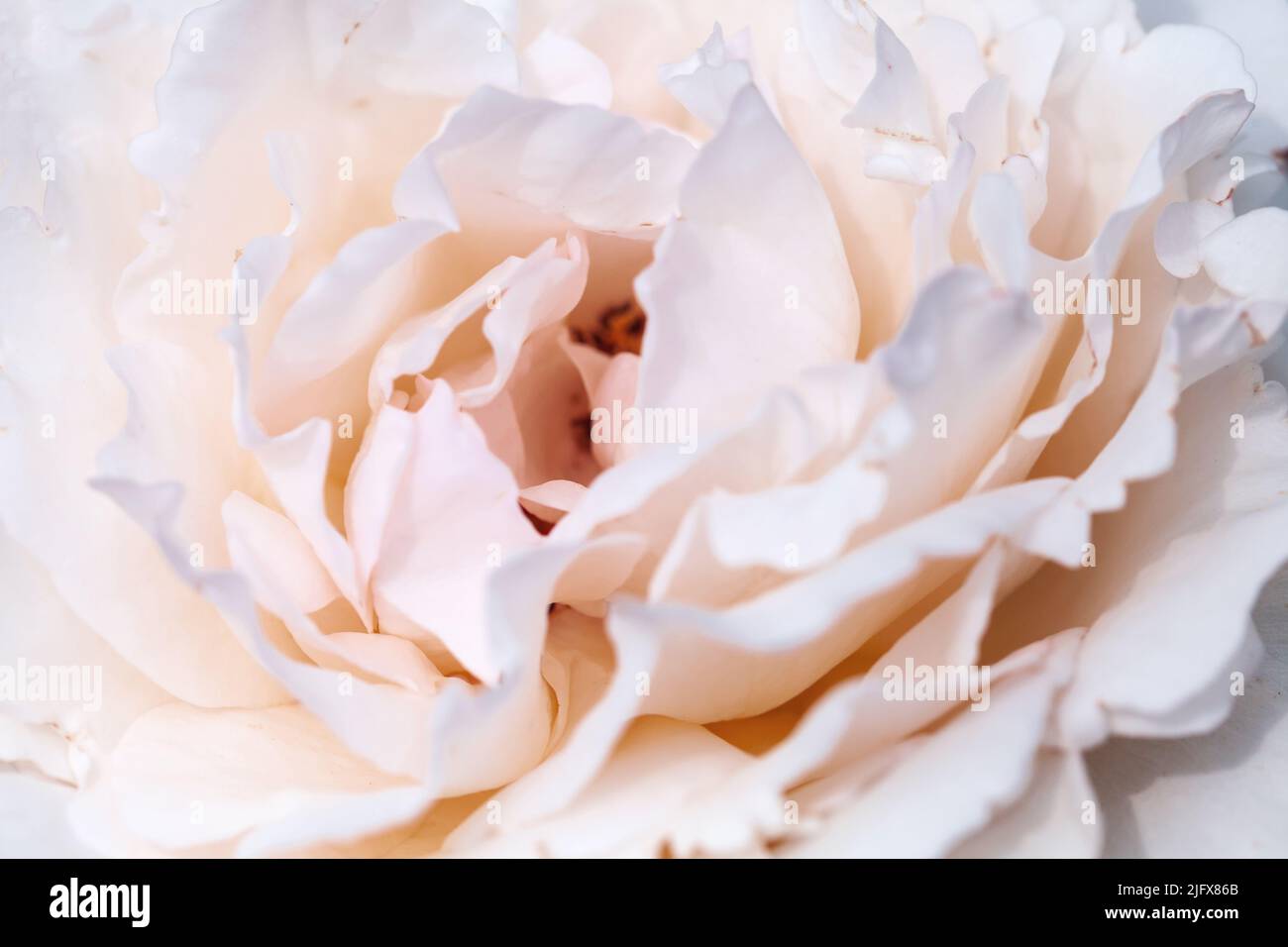 Petals of white pink rose flower, abstract natural background, macro photo with soft selective focus Stock Photo