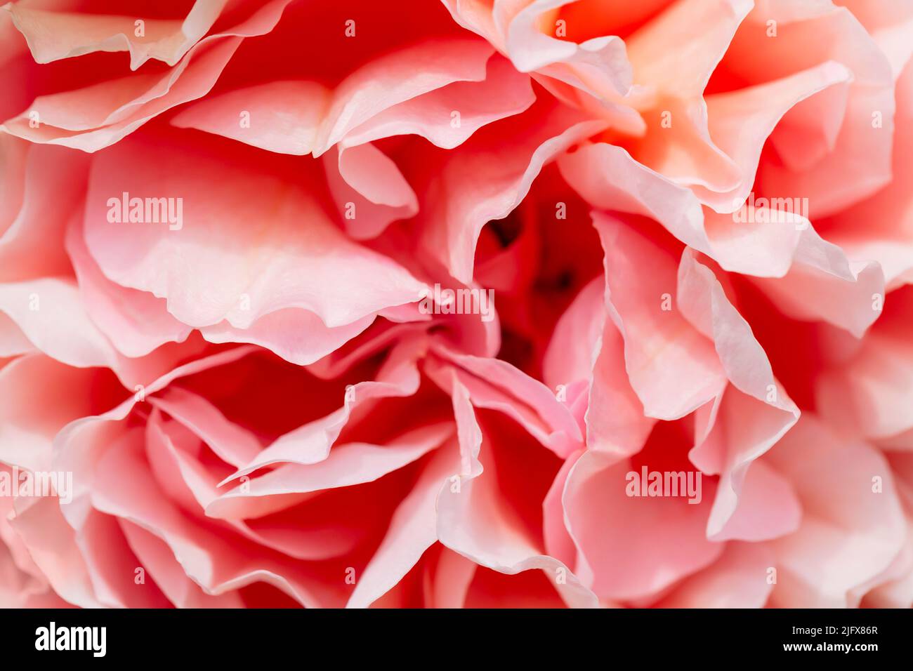 Pink rose petals, abstract natural background, macro photo with soft selective focus Stock Photo