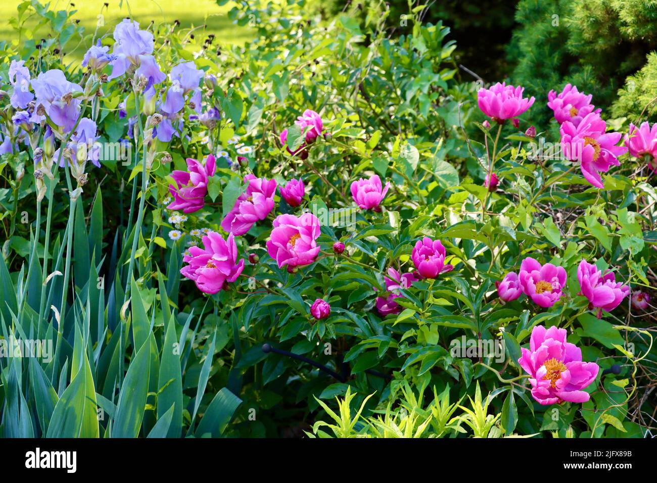 Peonies and iris in bloom in Lakewood, Ohio in May 2022 Stock Photo Alamy