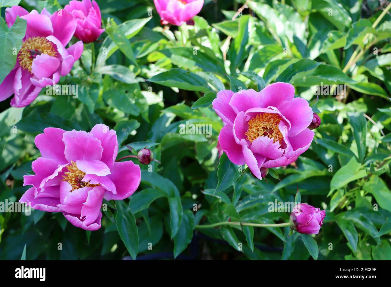 Peonies in bloom in Lakewood, Ohio in May 2022 Stock Photo Alamy
