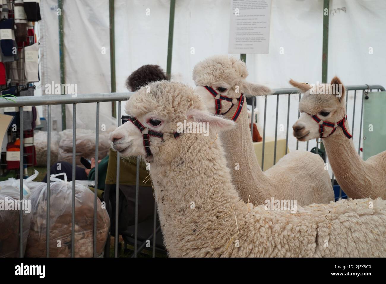 Exeter, UK - July 2022: Pet Huacaya alpacas ( Lama pacos) exhibit at Devon County Show Stock Photo