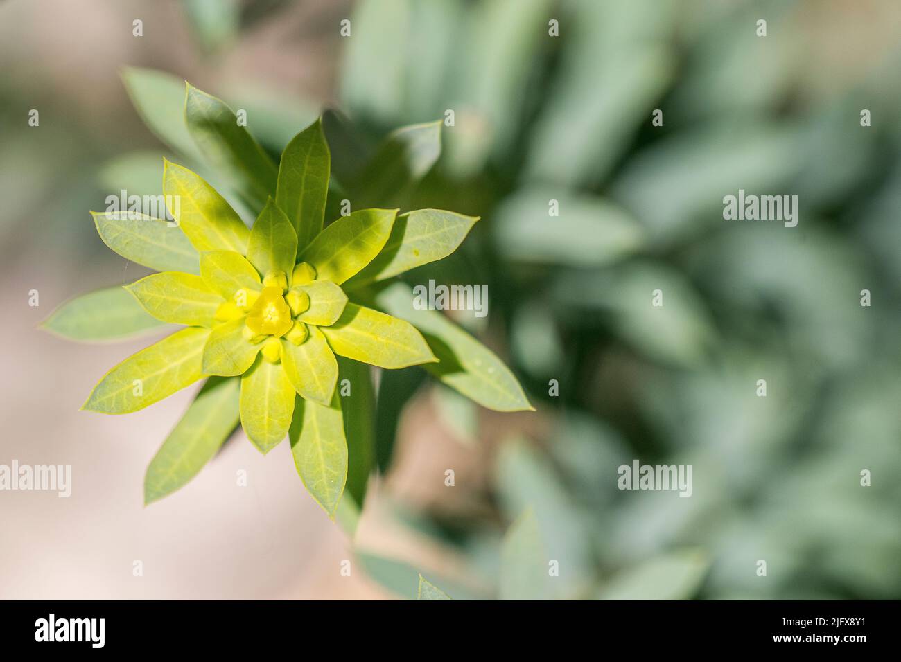 Euphorbia seguieriana is a species of flowering plant belonging to the family Euphorbiaceae. Stock Photo