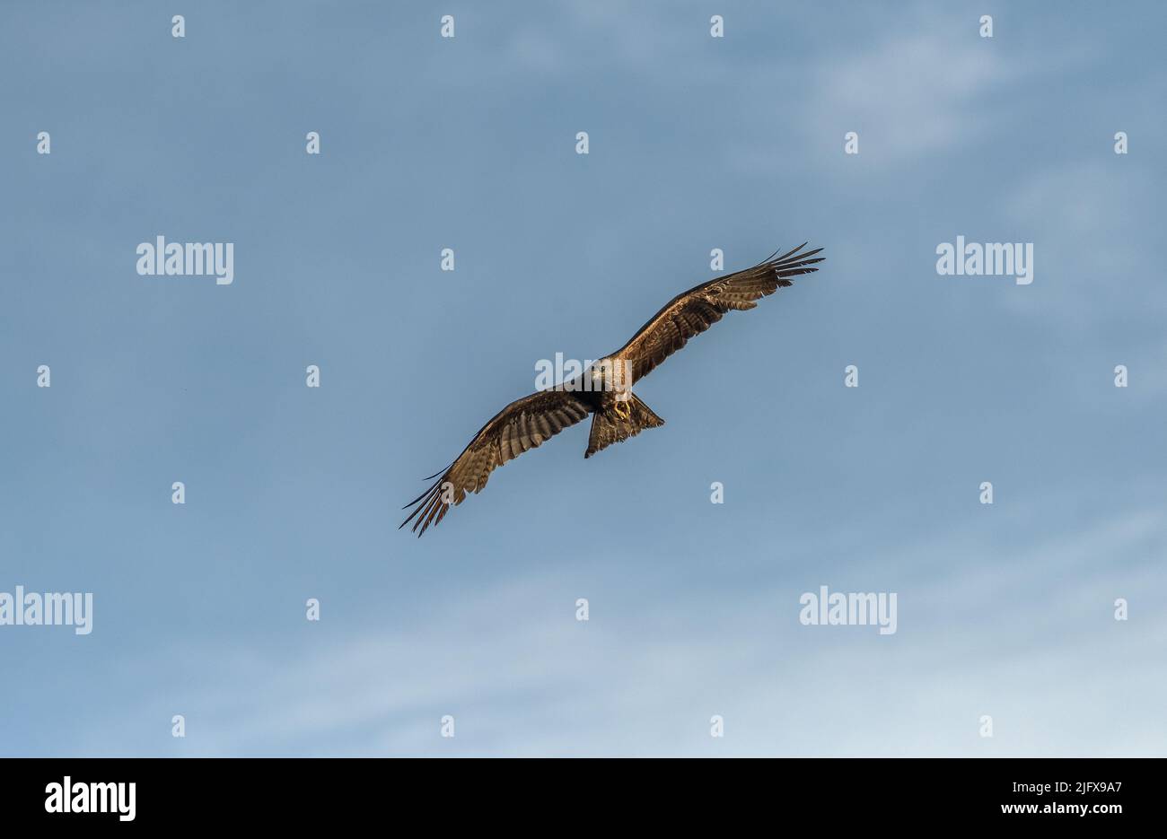Black kite in flight over the River Ebro in Spain Stock Photo