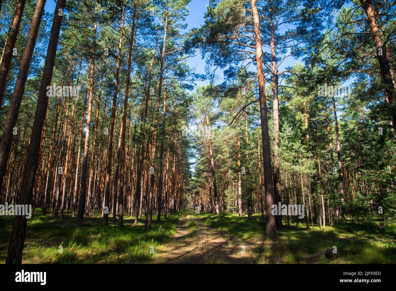 Pine forest in Lusatia, Germany Stock Photo