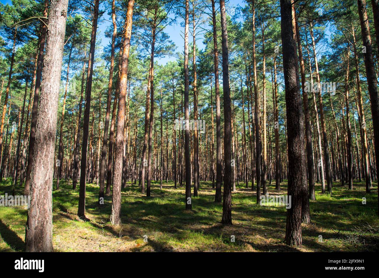 Pine forest in Lusatia, Germany Stock Photo