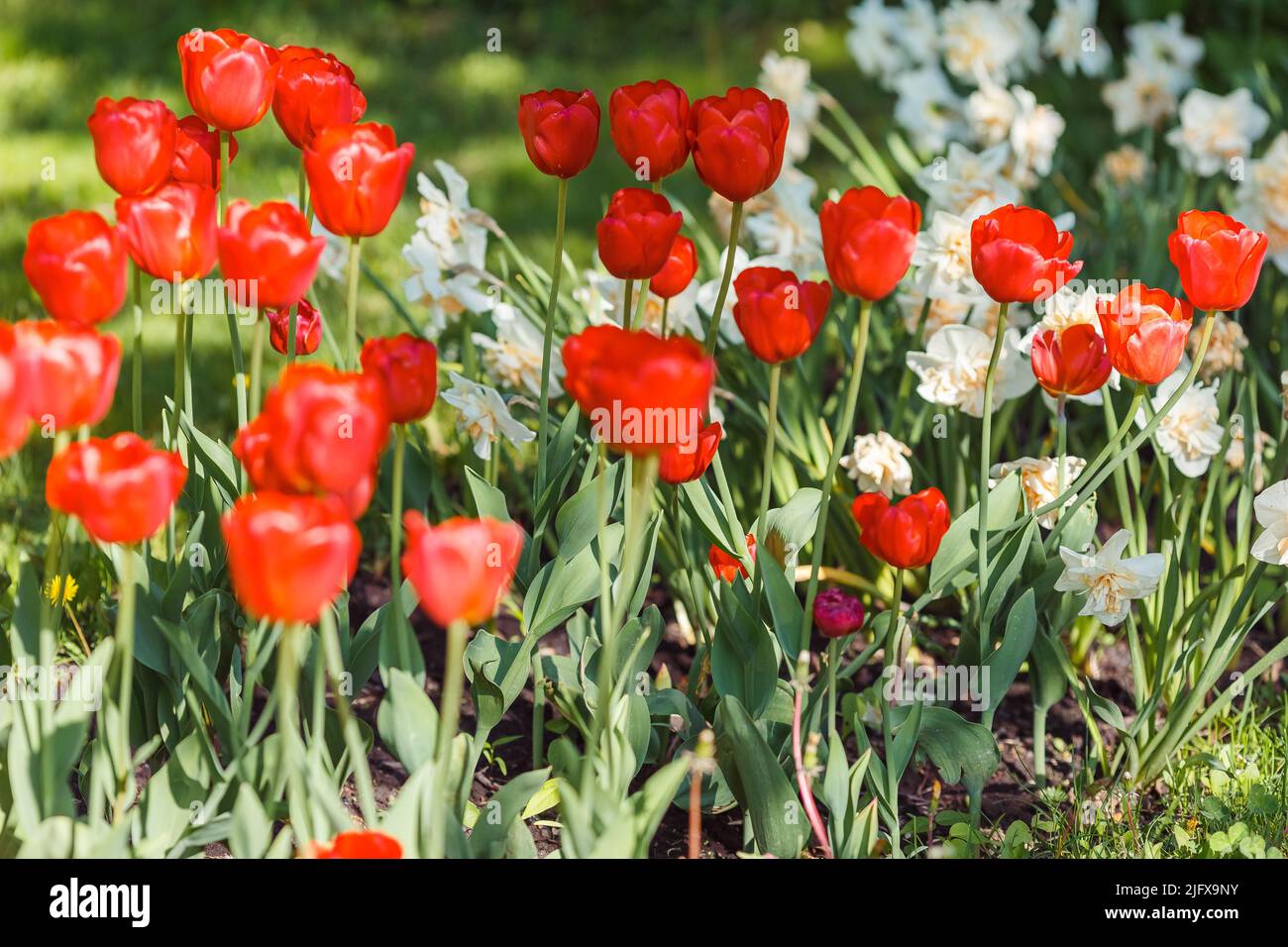 Flowerbed with open red and white daffodils in the park Stock Photo