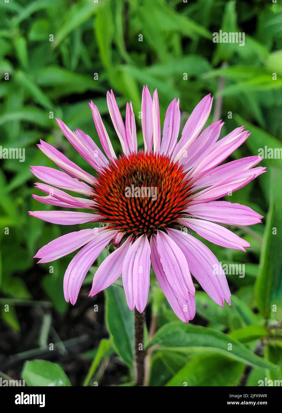 Close up of a pink cone flower in a summer garden Stock Photo